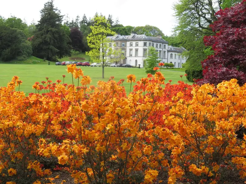 The white Georgian Montalto House set in parkland beyond a lawn, with bright orange azaleas and a red-leaved maple in the foreground