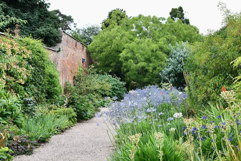 A gravel path between lush flower borders and an old red-brick garden wall at Spetchley Park Gardens, with blue agapanthus in the foreground